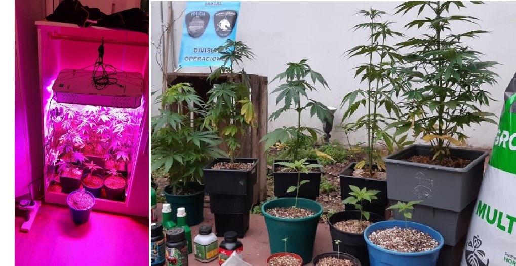 Montó un invernadero de marihuana para vender con "take away" | Información General