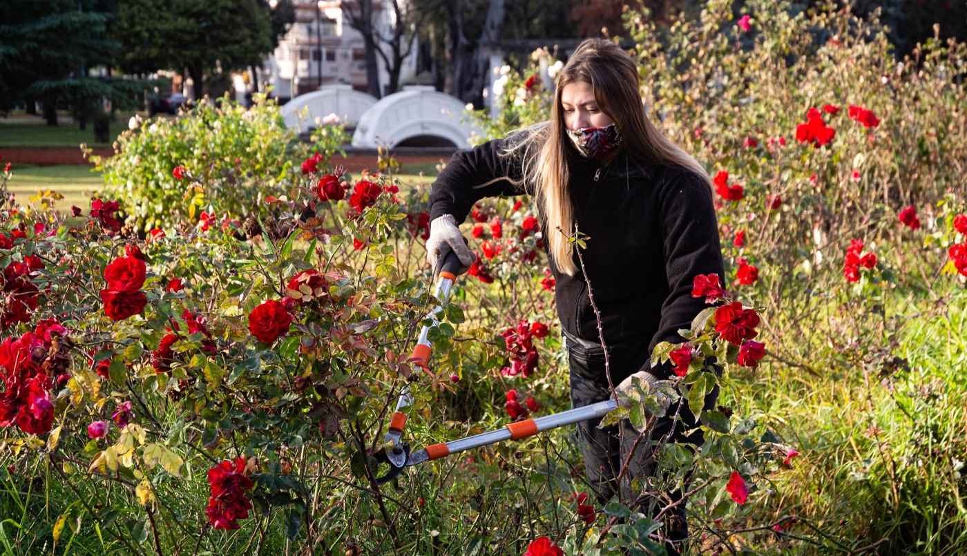 Comenzó la poda invernal en el Rosedal del parque de la Independencia | Información General