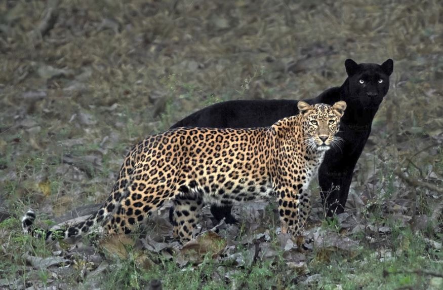 "La pareja eterna": captan a una pantera negra y un leopardo juntos en la naturaleza | Tecnología