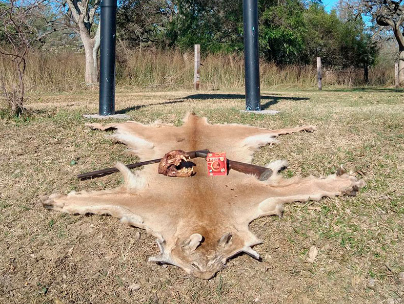 Tras viralizarse en redes el video de la caza de un puma, allanan vivienda de un isleño | Información General