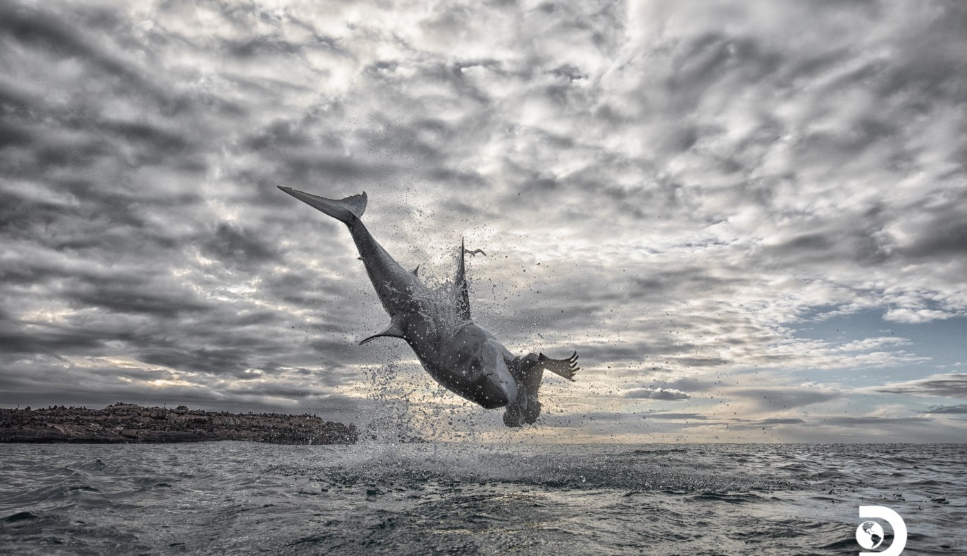 Tiburón récord: "voló" a más de cuatro metros sobre la superficie para capturar a su presa | Tecnología