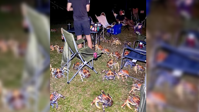 Fotos de terror: hacían un asado en un camping y fueron invadidos por cangrejos carnívoros | Tecnología