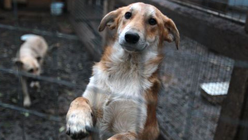 El Concejo avanza con iniciativas para proteger a los animales domésticos | Información General