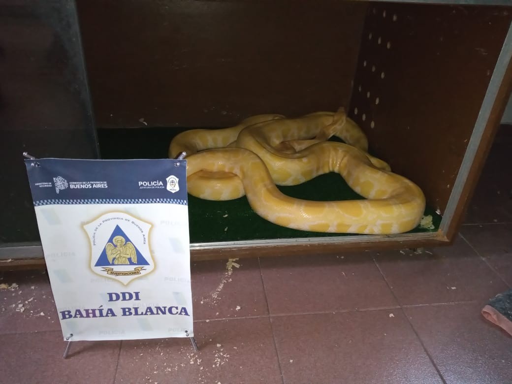 Hallan tres aves de rapiña, dos víboras pitón y una iguana en una vivienda de Bahía Blanca | Información General