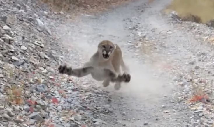Video: Un puma persigue a un runner para proteger a sus crías | Tecnología