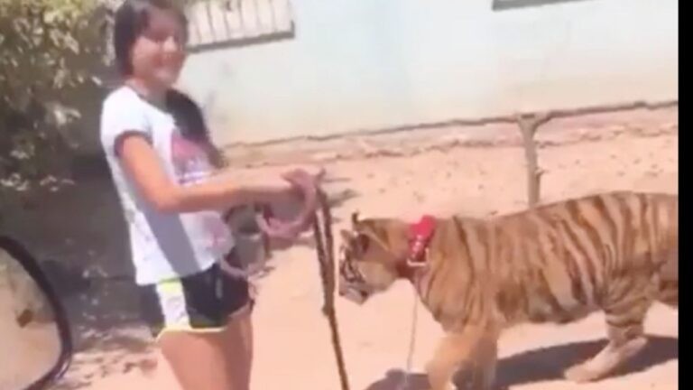 Video: la nena que pasea un tigre por las calles de su ciudad como si fuese un perrito | Tecnología