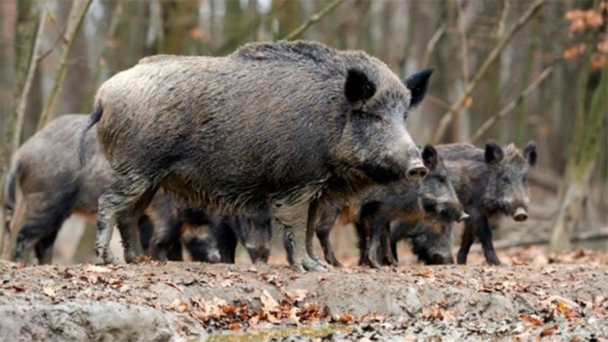 Corrientes: consideran plaga al jabalí y habilitan su caza sin límite | Información General