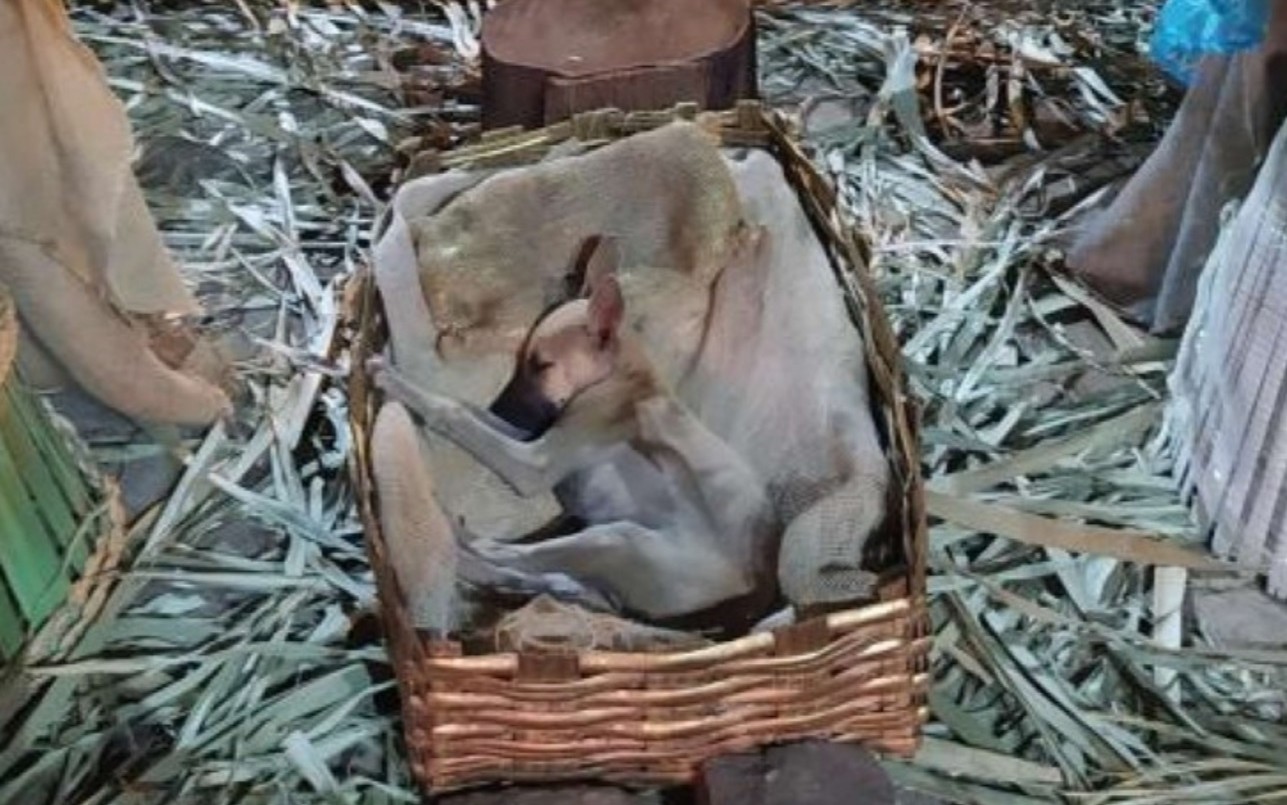 Final feliz para la perra abandonada que buscó refugio en un pesebre de Navidad | Tecnología