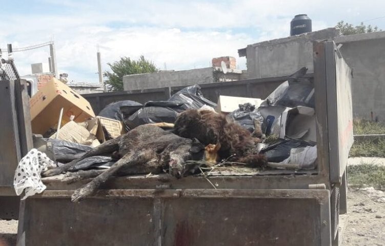 Una imagen que duele: hallan varios perros envenenados en un barrio de Viedma | Información General