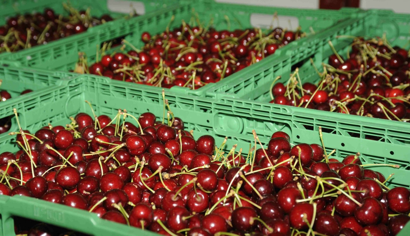 Subastaron medio kilo de cerezas por casi 10.000 dólares en Japón | Tecnología