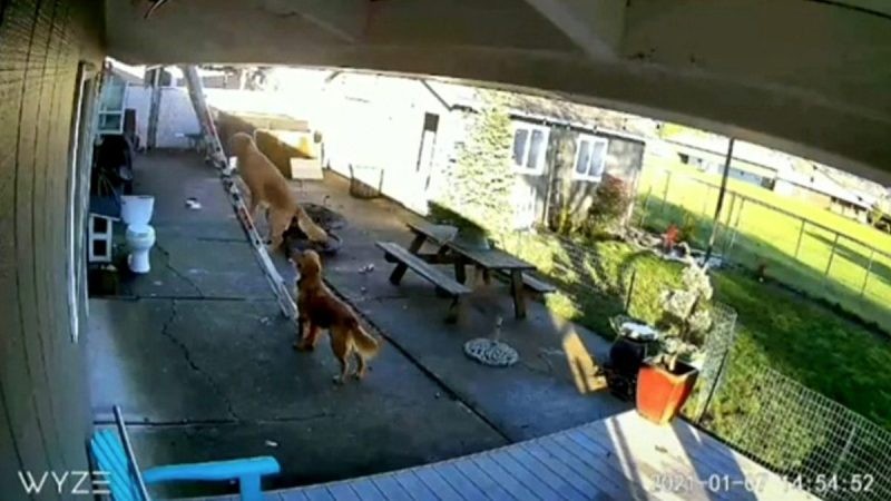 El perro araña: un video de TikTok muestra a un golden subiendo al techo de una casa | Tecnología