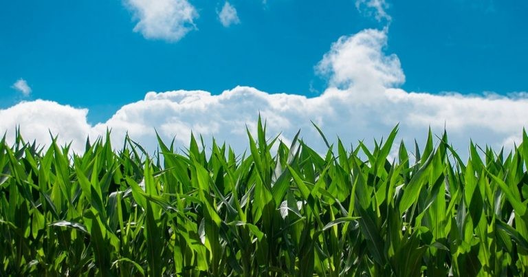 Las recientes lluvias afirman una campaña de 46 millones de tt en maíz | Información General