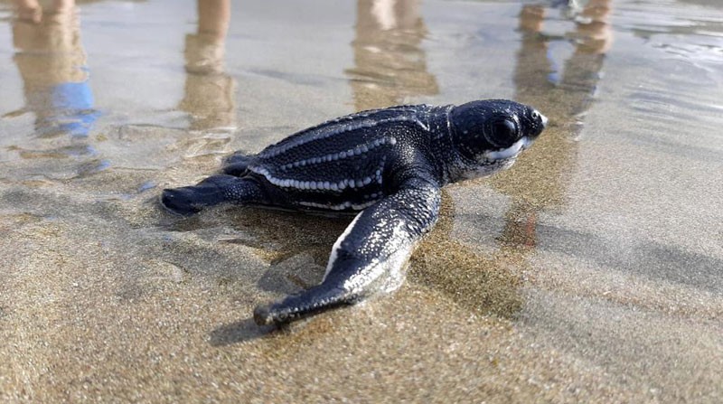 Ecuador: nacieron 38 ejemplares de la tortuga marina más grande del planeta | Tecnología
