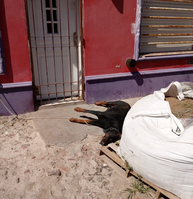 Increíble crueldad: denuncian que un perro murió porque lo dejaron atado al sol y sin agua | Información General