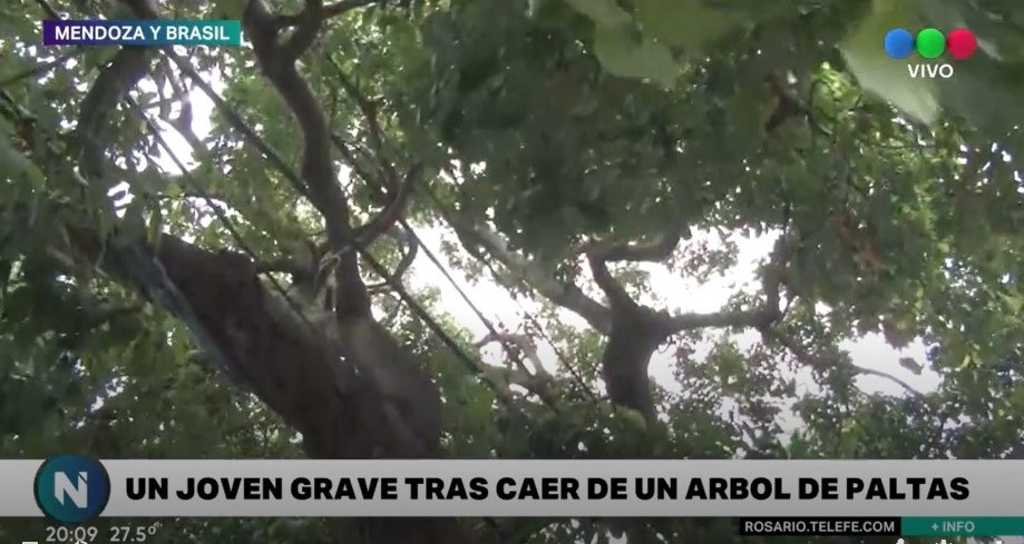 Joven se encuentra grave luego de caer de un árbol de paltas | Información General