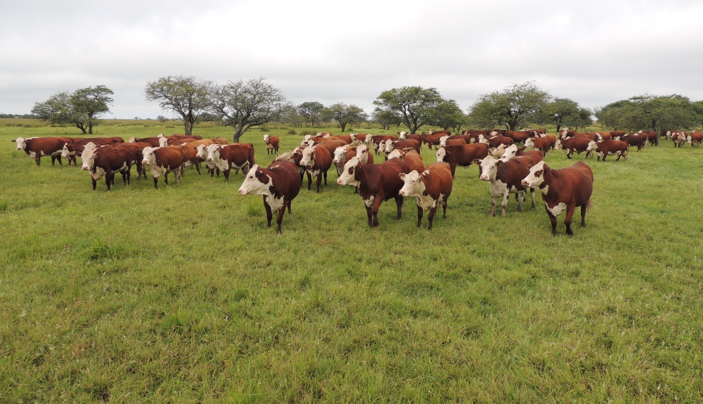 Carne bovina: Santa Fe es la principal exportadora de productos del sector | Información General