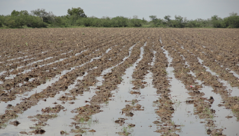 Campo: Mejoran las perspectivas productivas | Información General