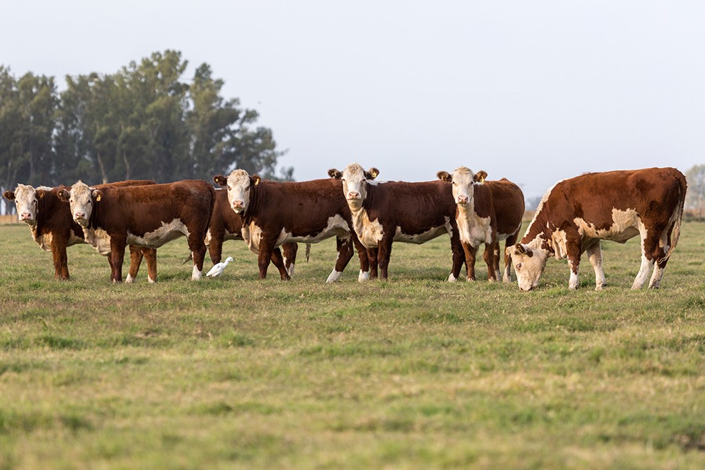 Participaba en un remate de hacienda y descubrió que le vendían sus propias vacas | Información General