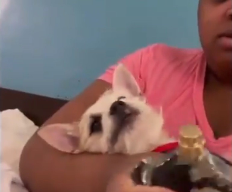 Inflencer detenida: para ganar popularidad, maltrataba a su perro y sus seguidores la denunciaron | Tecnología