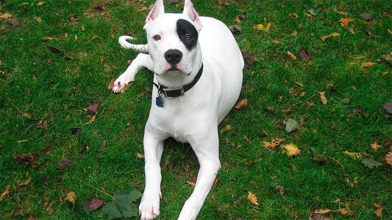 Entre Ríos: hospitalizaron a mujer de 80 años tras ser atacada por el perro Dogo de su hijo | Información General