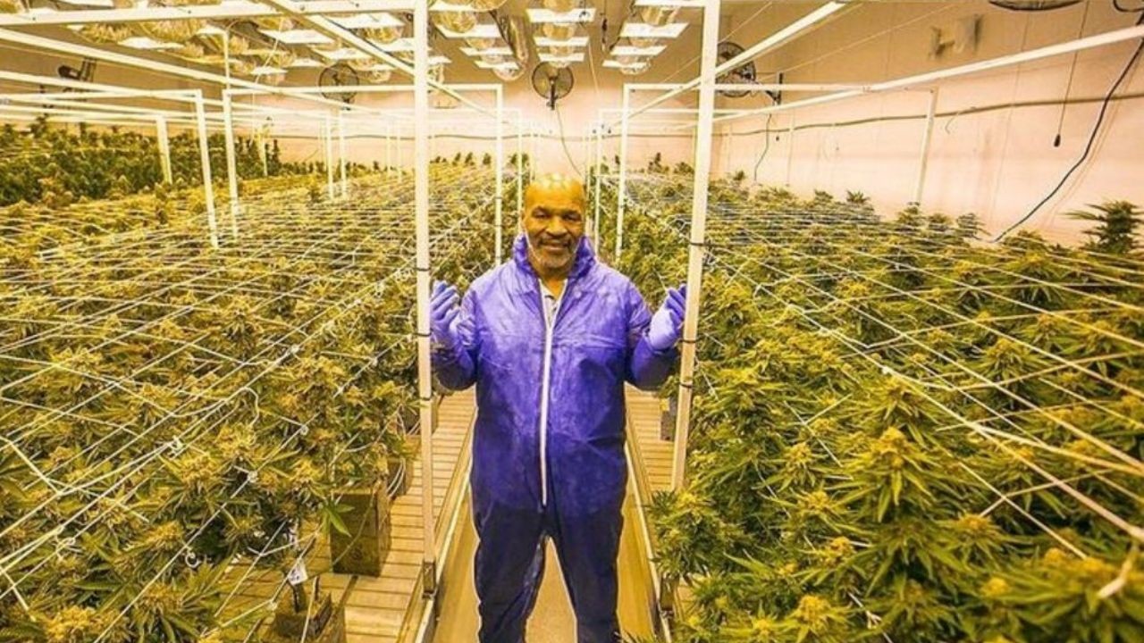 Mike Tyson gana 500.000 dólares mensuales con su plantación de cannabis en California | Tecnología