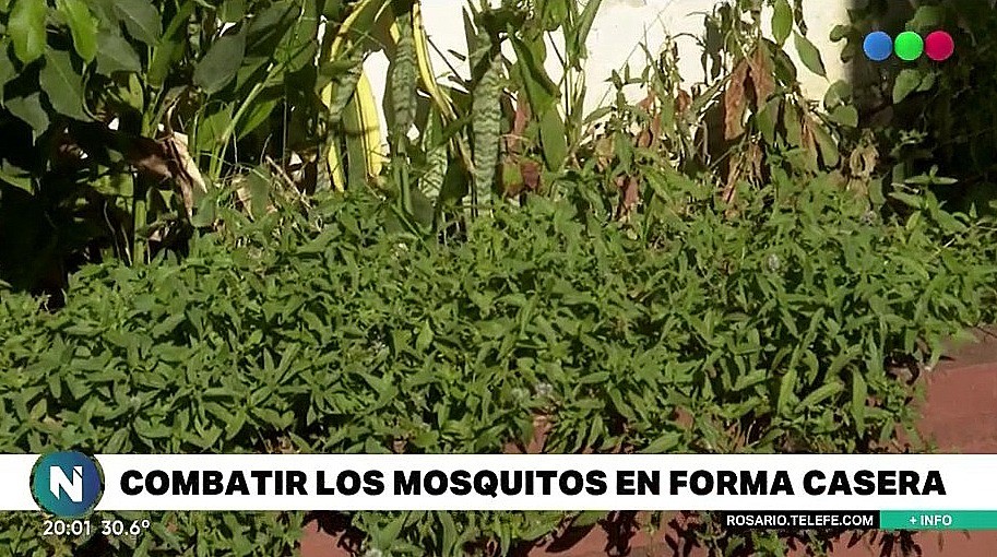 Preparados antimosquitos: caseros, simples y baratos | Información General