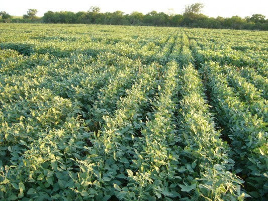 Alerta roja para la soja de segunda: el 60% está regular y malo en la región | Economía y negocios