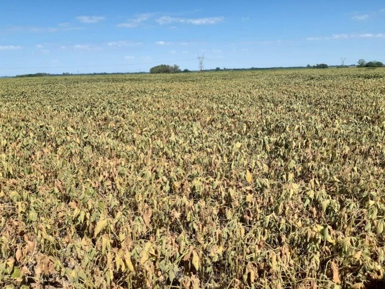 La producción de soja será menor a la esperada debido a la sequía | Economía y negocios