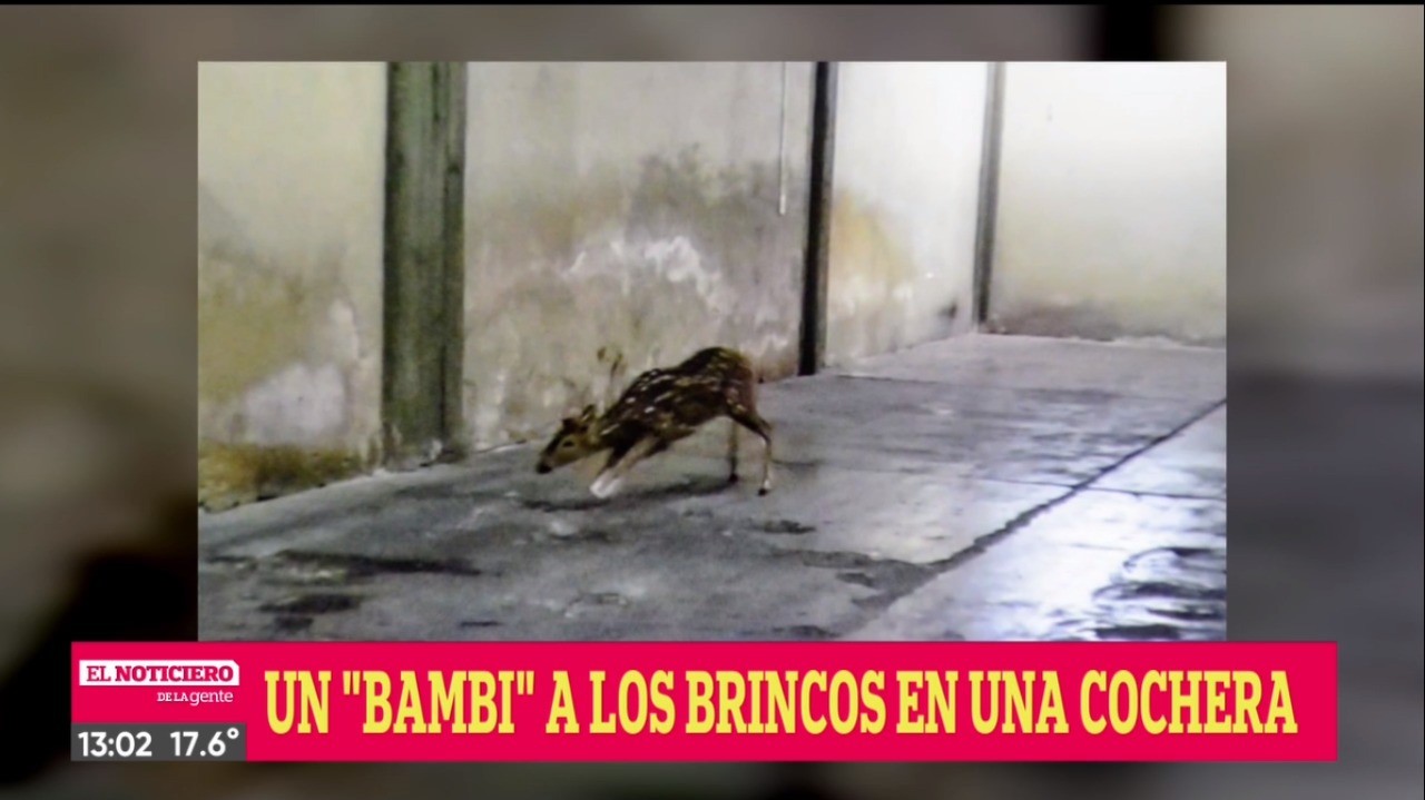 Inédito: apareció un ciervo en una cochera del centro | Rosario y la región