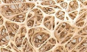 Logran la recuperación locomotora tras una lesión completa de médula espinal en modelos animales | Tecnología