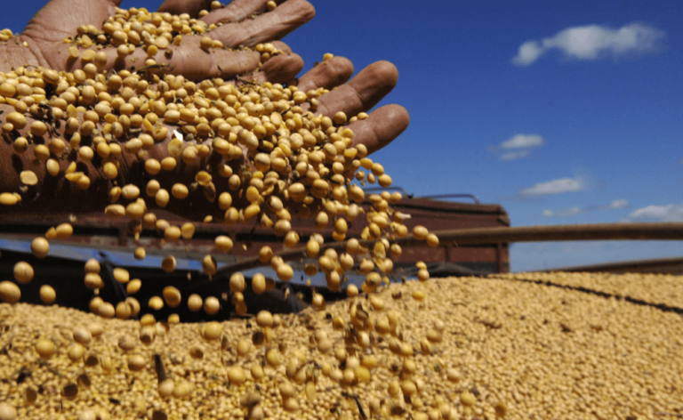 40 quintales de diferencia entre oeste y este en la cosecha de soja de la región núcleo | Economía y negocios
