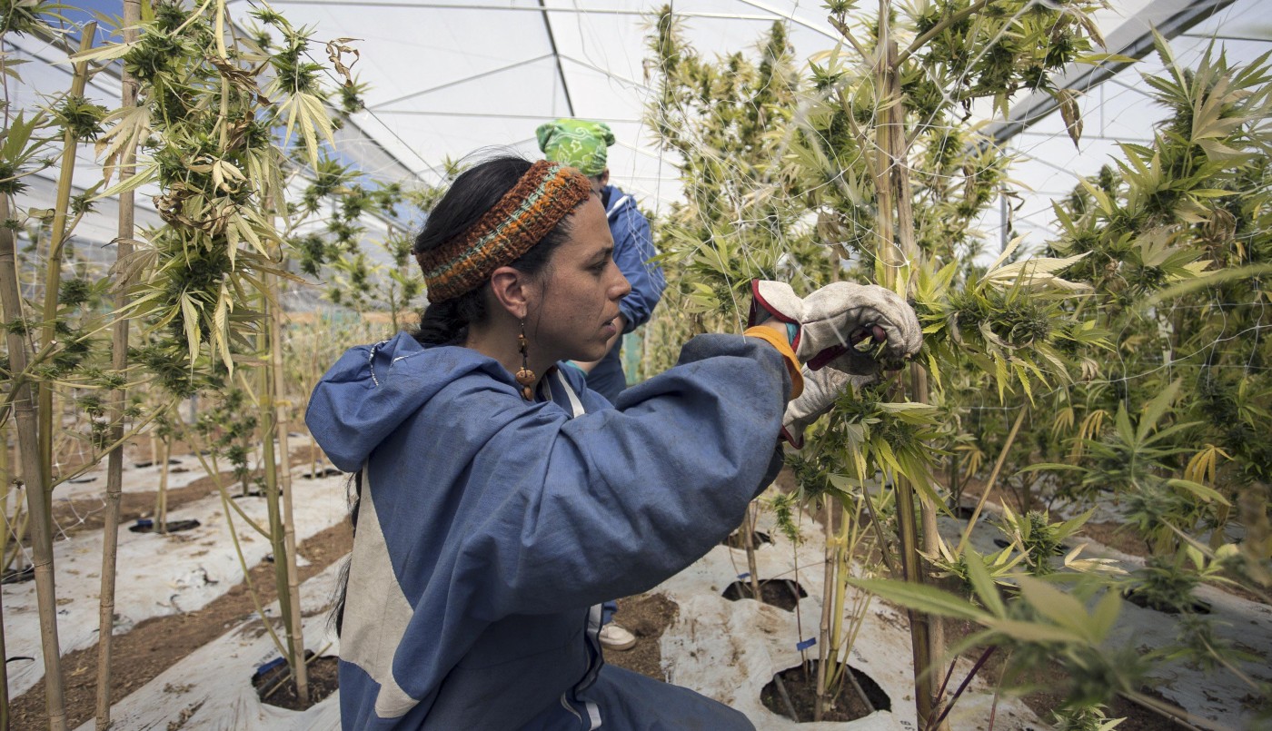 Avanza la iniciativa sobre regulación del uso medicinal de cannabis | Información General