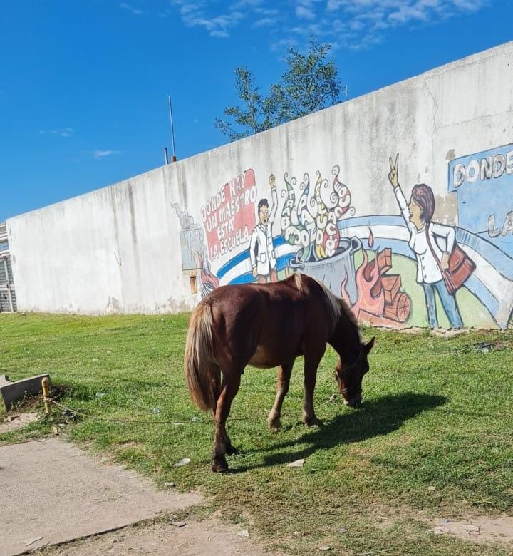 Rescataron a un caballo que había sido utilizado en un asesinato | Rosario y la región
