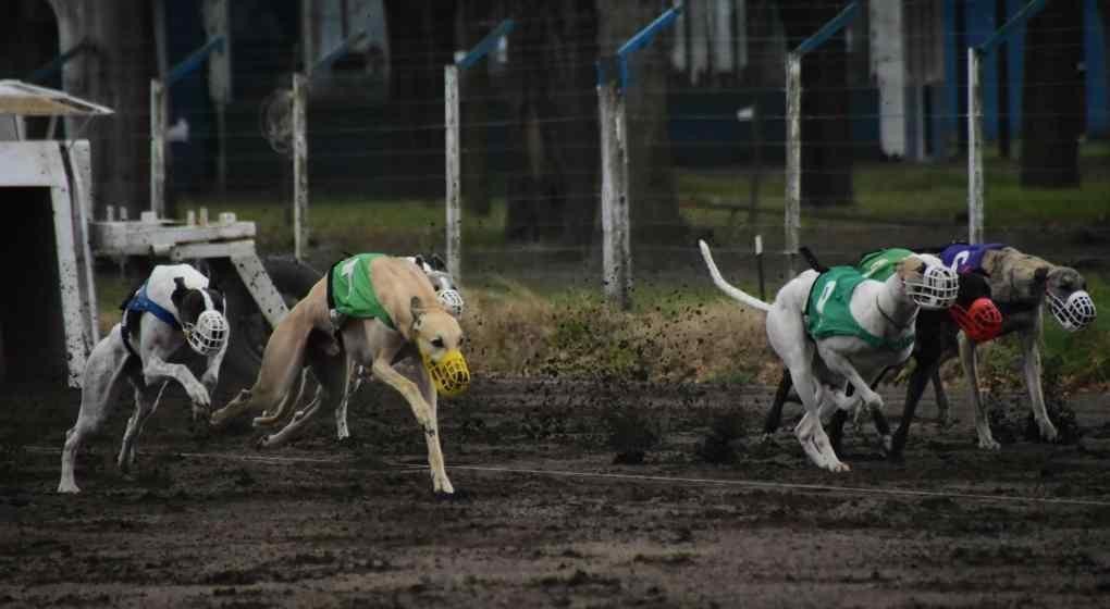 Desarticulan carrera de galgos en una localidad de Córdoba | Información General