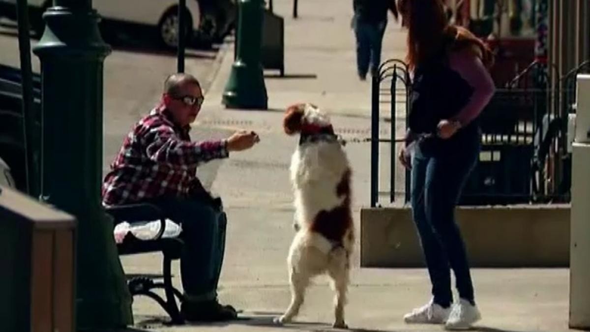 Video: el perro que aprendió a caminar como los humanos tras ser atropellado | Tecnología