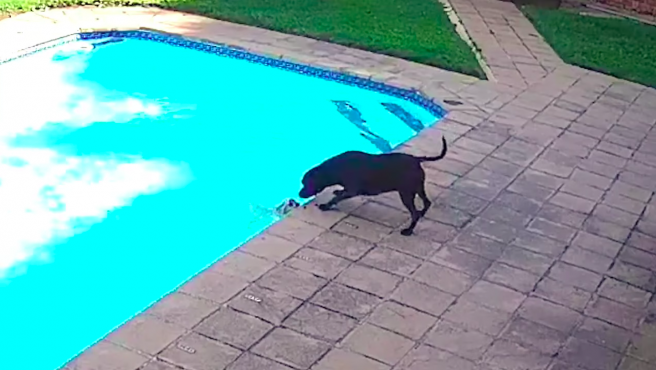 Video: la perra "guardavidas" que salva a otro animal que se ahogaba en la  pileta | Tecnología