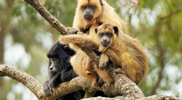 Hallan monos infectados con fiebre amarilla en Brasil: Argentina intensifica acciones de prevención | Tecnología