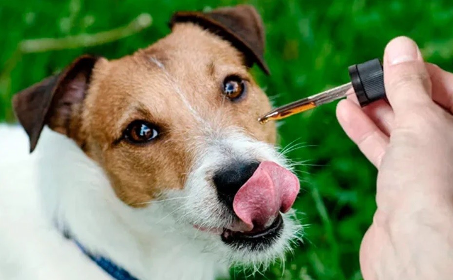 Aseguran que crece el uso medicinal de cannabis en mascotas: reclaman reglamentación | Tecnología