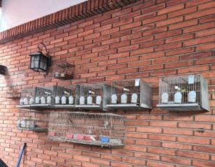 Desbarataron criadero ilegal de aves de Lugano y rescataron especies exóticas | Información General