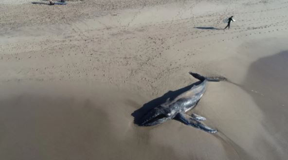 Una ballena apareció muerta en el sur de Mar del Plata | Información General