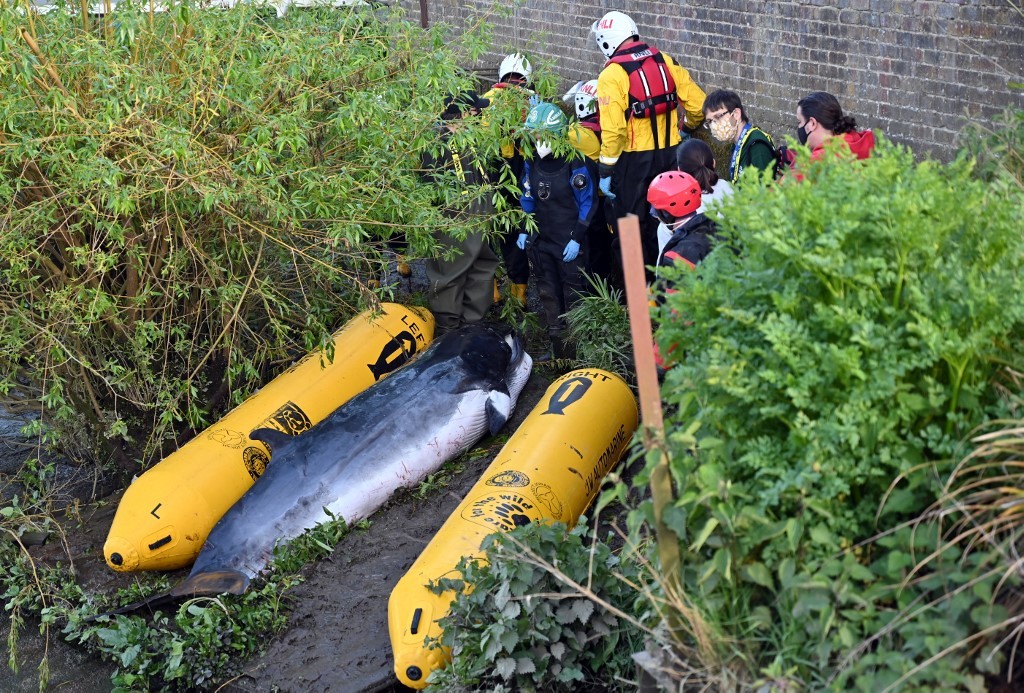 Sacrificaron a la ballena que habían desatascado en el Támesis: "No habría sobrevivido mucho más" | Tecnología