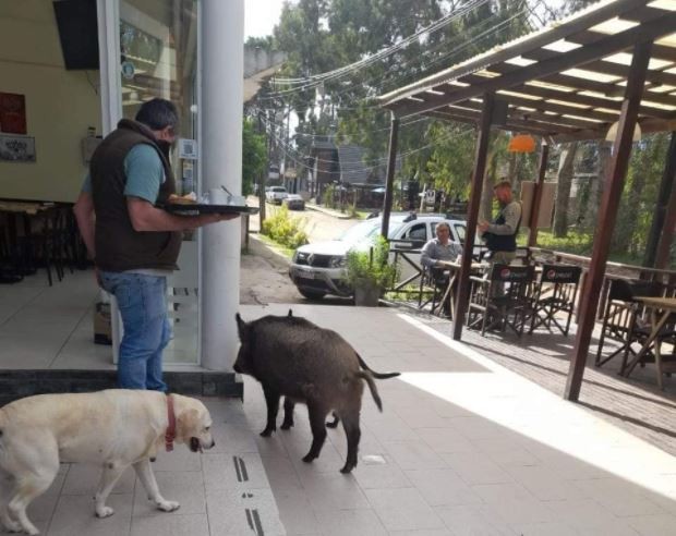 Gervasio, el jabalí que pasea por las calles de Mar Azul | Tecnología