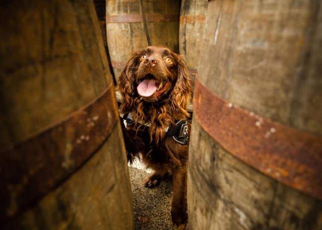Control de calidad: destilería de whisky contrató a un perro | Tecnología