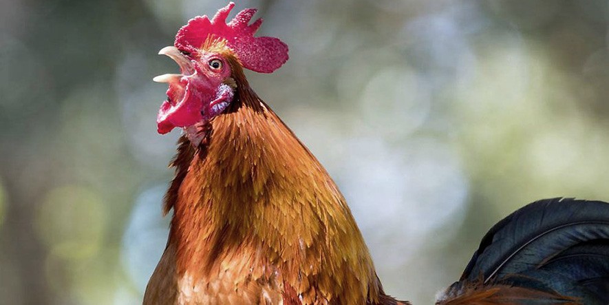 Murió el gallo del hombre multado en Coronel Pringles por ruidos molestos | Información General