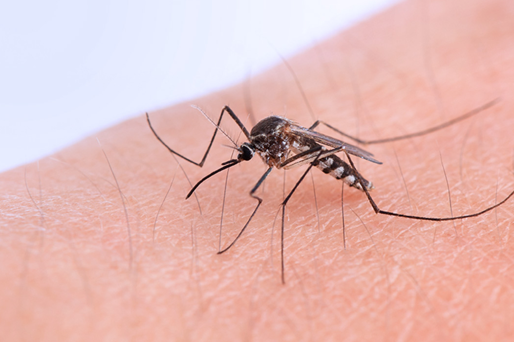 Crece la incidencia del dengue en la provincia de Santa Fe | Rosario y la región