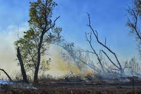 Ocupación y venta ilegal de lotes en una isla frente a Baigorria | Rosario y la región