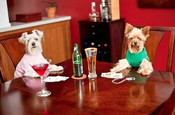 Día del Perro: de las cavernas a irse de vacaciones y comer con delantal | Información General