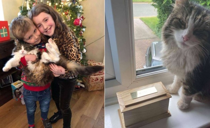 Lloraron la muerte de su gato y lo cremaron: al mes siguiente apareció vivo | Tecnología