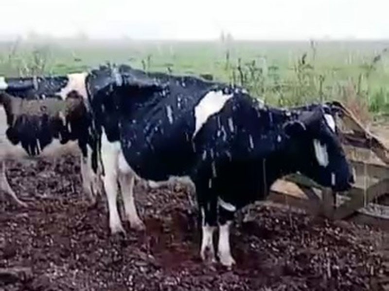 Nieve en Santa Fe: copos tapizaron los campos a 135 kilómetros de Rosario | Rosario y la región