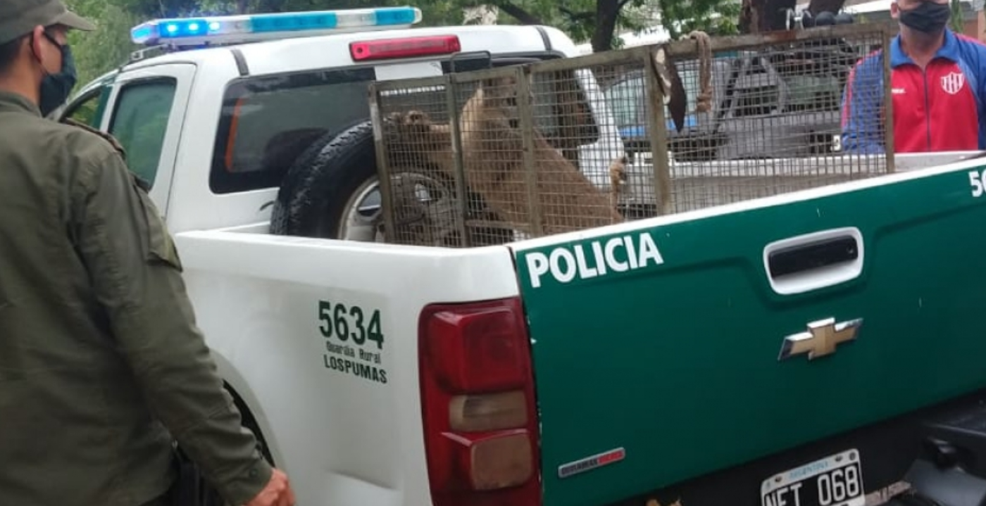 Los Pumas imputaron a más de 800 personas por diferentes delitos rurales | Información General